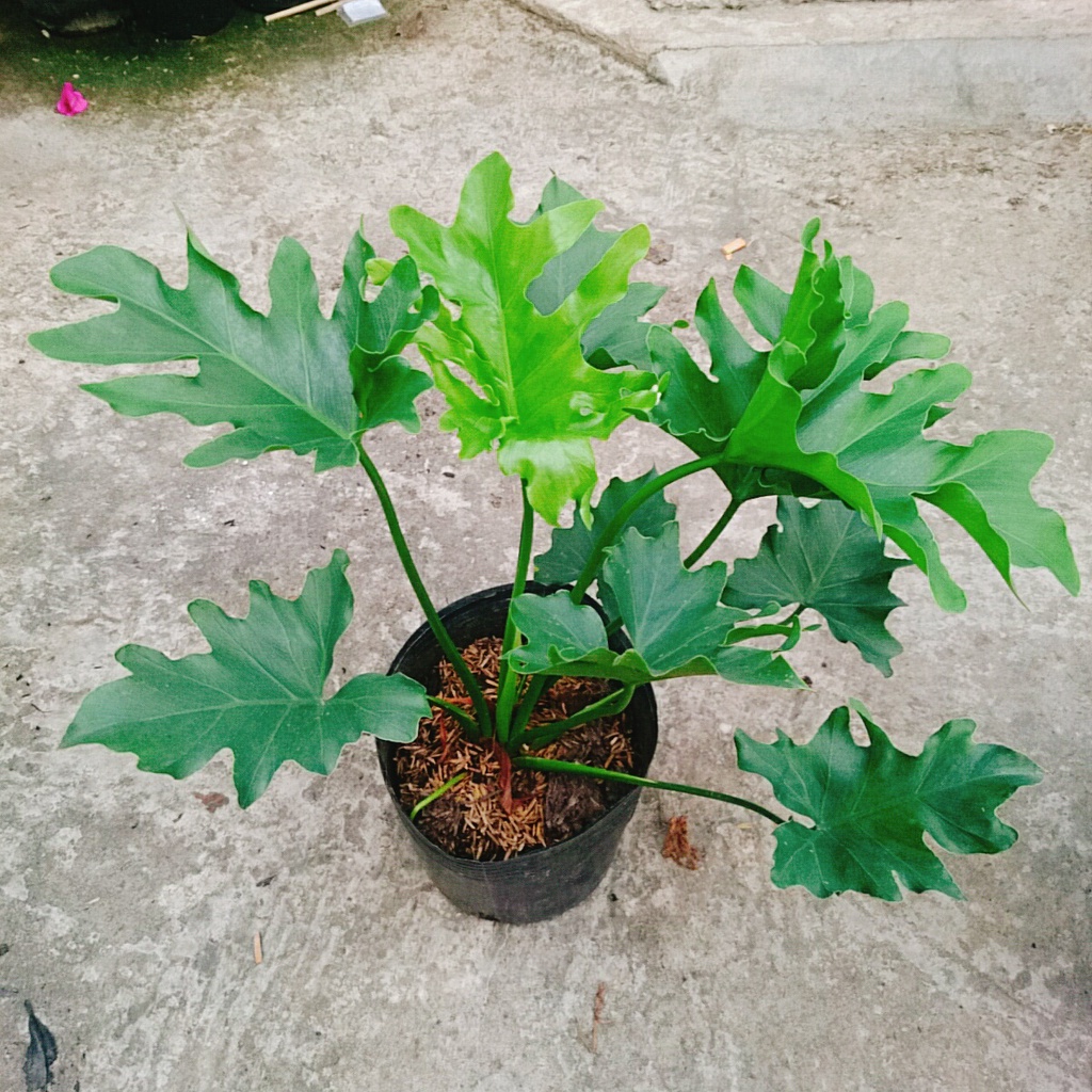 Trầu Bà Thanh Xuân - Cây cảnh trong nhà