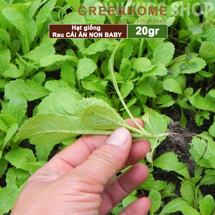 Hạt giống rau Cải ăn non Greenhome, gói 20g, dễ trồng, thu hoạch nhanh R05