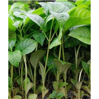 100 gram hạt giống gáo trắng