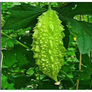 Hạt giống KHỔ QUA INCAN F1 ( MƯỚP ĐẮNG)