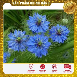 Hạt Giống Hoa Bảo Thạch Ba Tư ( 100 hạt)