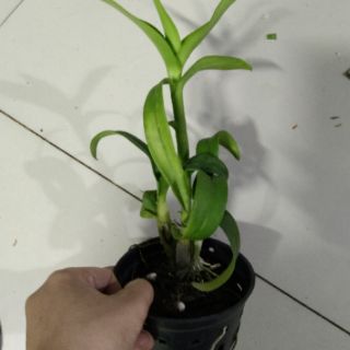 Denro lại cát mắt rồng