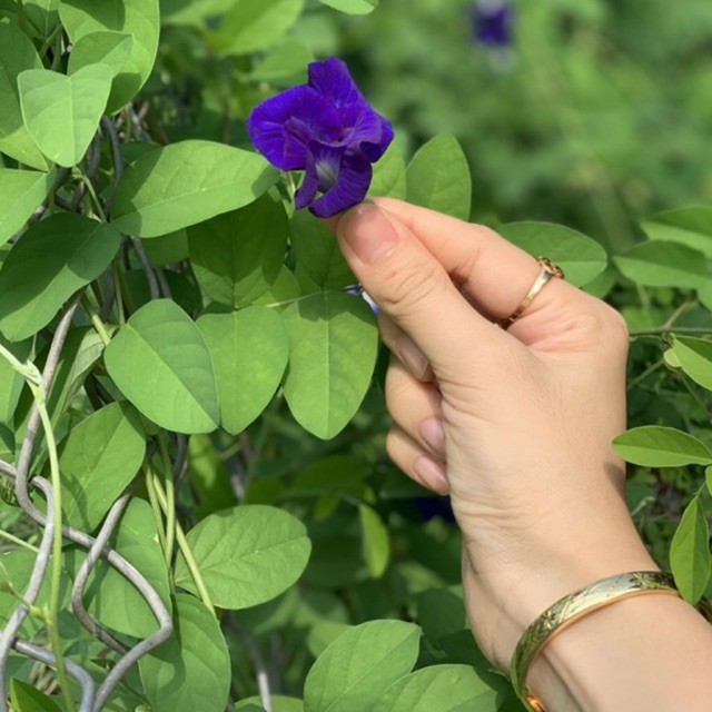 1Kg Hoa Đậu Biếc Khô Thơm, Mới