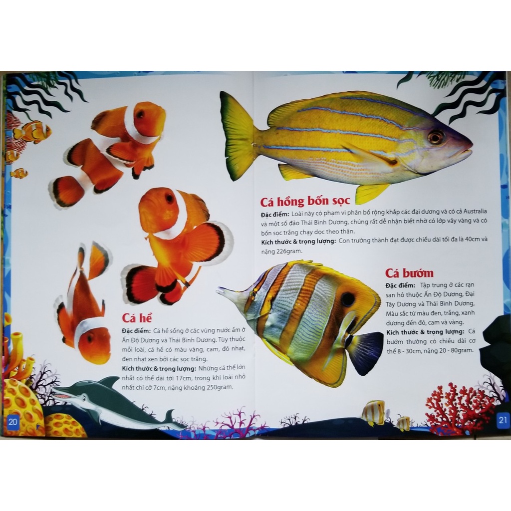 Sách- Khám Phá Động Vật 5 Châu- Châu Đại Dương