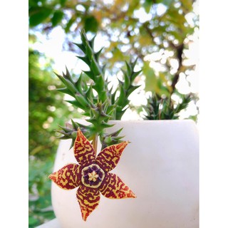 Xương rồng sao biển 12 (bán nhánh)