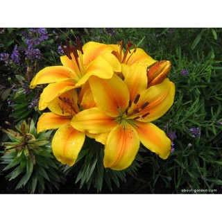 CỦ HOA LY LÙN MÀU VÀNG NHỤY ĐỎ