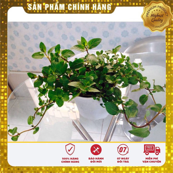 HẠT GIỐNG BẠC HÀ MINT (LUCKY SEED)