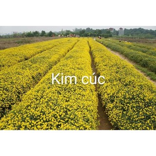 10 cây giống hoa kim cúc