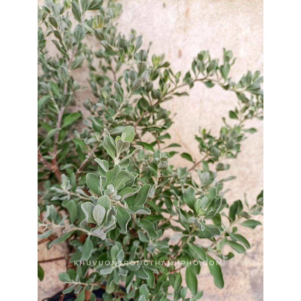 Cây tuyết sơn phi hồng trồng nắng 60-70cm