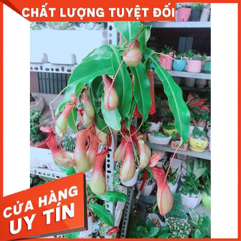 Chậu Nắp Ấm Size Đại Nhiều Người Mua