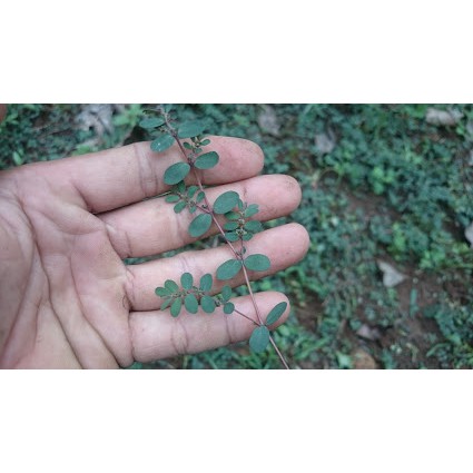 Cỏ Sữa Lá Nhỏ