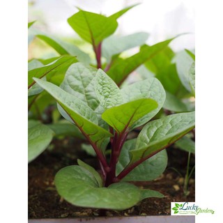 5g Hạt giống Mồng tơi đỏ (tặng gói Kích nẩy mầm và Hướng dẫn) XTRA TẶNG KÈM PHÂN VÀ KÍCH MẦM