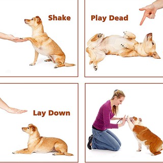 Còi huấn luyện thú cưng