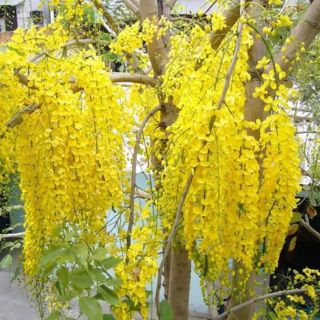 Hoa Osaka (muồng hoàng yến)