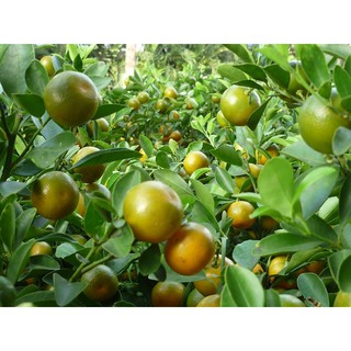 Cây tắc/ quất/ hạnh giống siêu trái loại lớn chơi tết- Trang trí sân vườn- Cây hoa kiểng Đồng Tháp