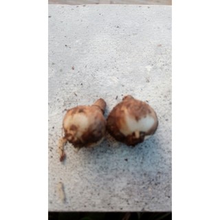 5 củ hoa huệ mưa trắng