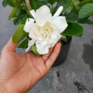 Cây 🌲 Hoa Bạch Thiên Hương.... thơm siểu