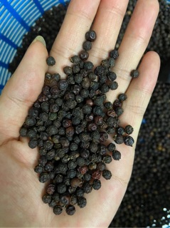 Hạt Tiêu Đen 100 gr