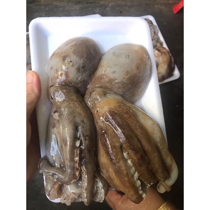 BẠCH TUỘC 2 DA