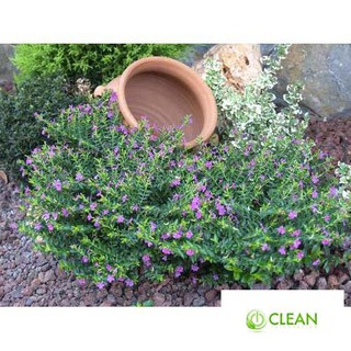 Hạt giống cẩm tú mai cao 15-20cm đường kính 15-20 HẠT hoa nở rực rỡ
