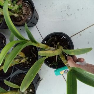 Hoa lan denro nắng Pensoda thơm
