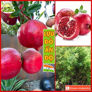 Cây giống lựu đỏ Ấn Độ vỏ đỏ ruột đỏ thân cao 80-90cm nhập khẩu chuẩn giống F1 ra trái chỉ sau 1 năm chăm bón