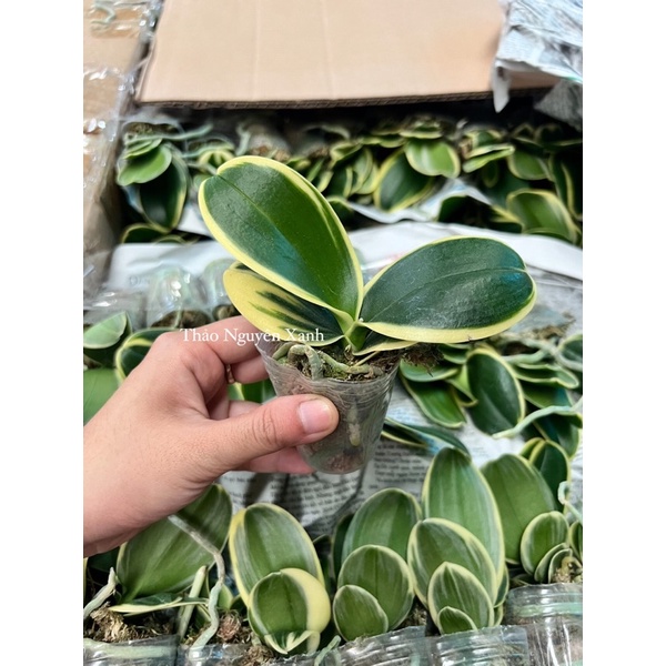 Hồ Điệp Lá Biên