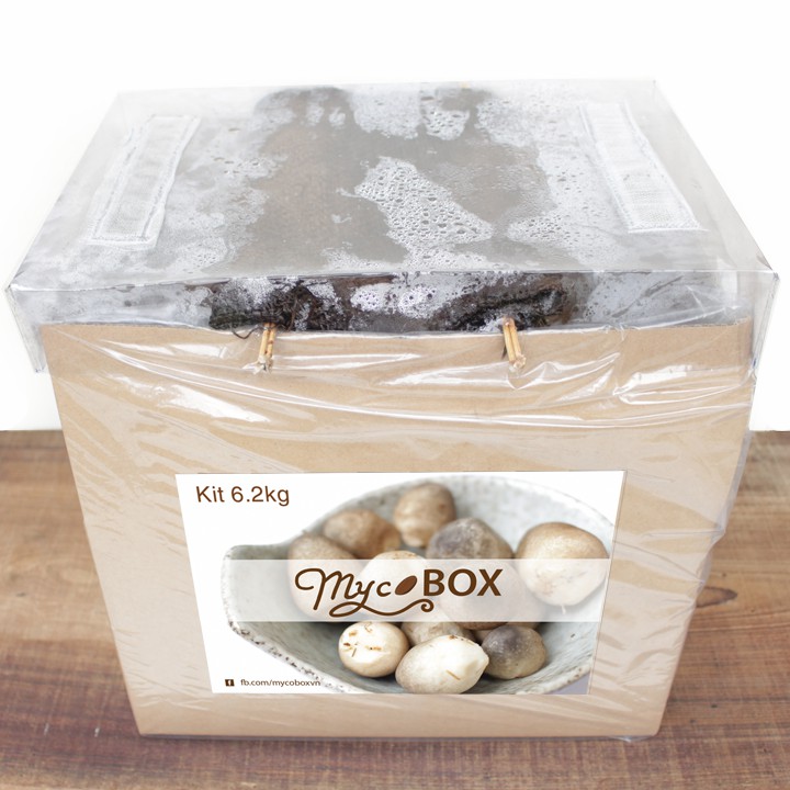 MycoBOX - Bộ Kit Trồng Nấm Rơm Siêu To 6.2kg