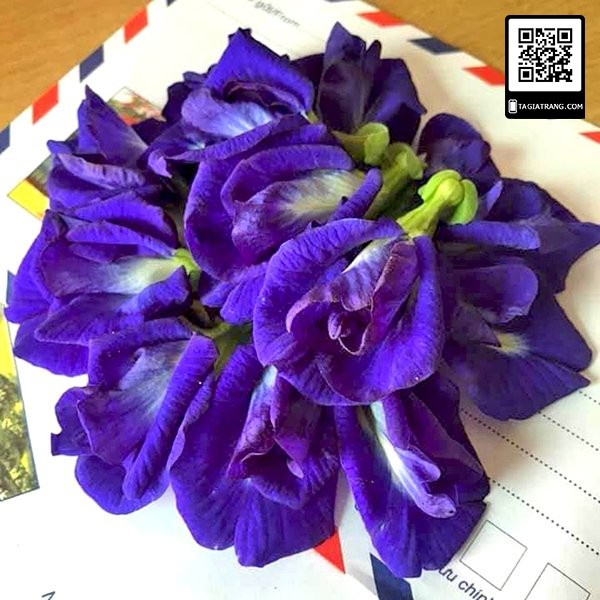 Hạt giống hoa đậu biếc kép