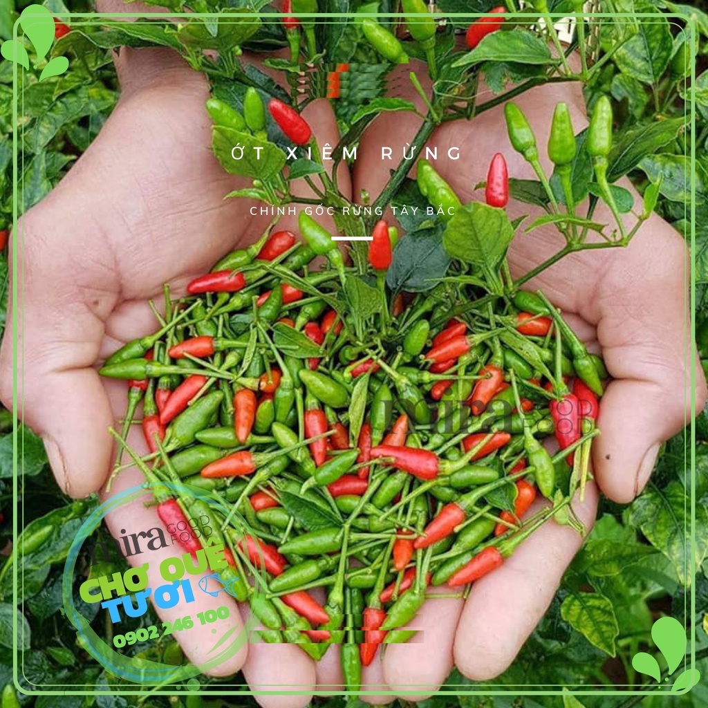 Hạt giống ớt xiêm rừng - Ớt thóc KN11 - Gói 30 hạt