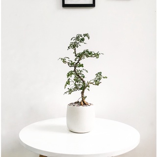 Cây Cần Thăng Bonsai mini Size Dáng Đa Dạng Size để bàn Ưa Nắng Vừa