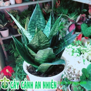 Lưỡi Hổ Thái Xanh