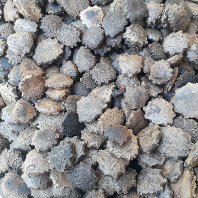 Hạt gấc đã rang 500g