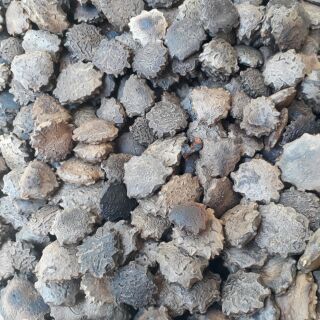 Hạt gấc đã rang 500g