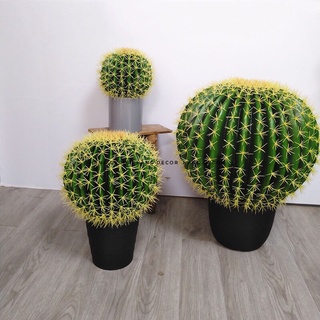 Xương rồng tròn giả giống thật hằng decor