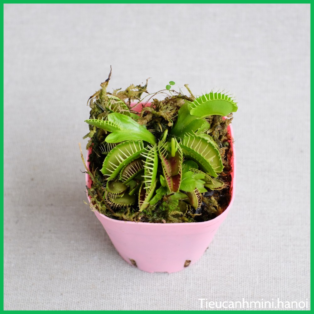 Cây Bẫy Kẹp Venus Flytrap - Cây bắt mồi, bắt côn trùng, cây ăn thịt, cây cảnh văn phòng