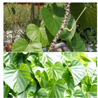 Cây thần thông khô 500gr ( dây cóc, dây kí ninh)
