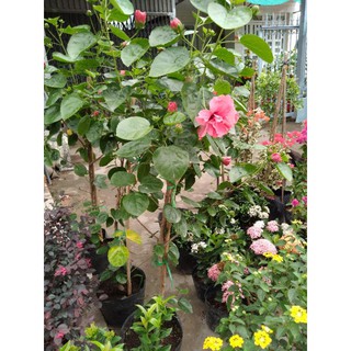 bup hoa kép thân tree