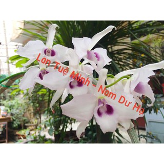 [HOT] Hoa lan Giả hạc (Phi điệp) 5 cánh trắng