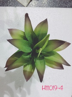 Hoa đá + cây xương rồng ( combo 7 cây) 