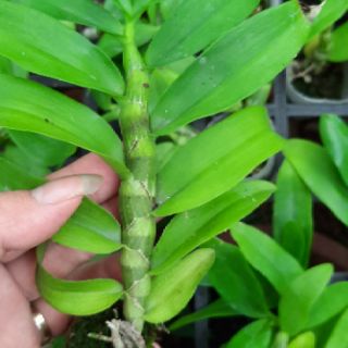 Hoa phong lan phi điệp lá mít