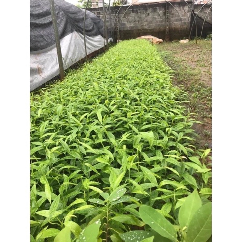 COMBO 10 CÂY TRẦM HƯƠNG