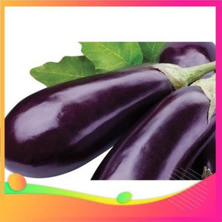 Gói 0.5GR hạt giống Cà Tím Cao Sản No 1 UY TÍN, GIÁ RẺ, CHẤT LƯỢNG BÀ CON AN TÂM ƯƠM MẦM