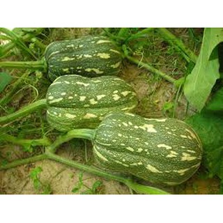 hạt giống bí hạt đậu gói 20 hạt