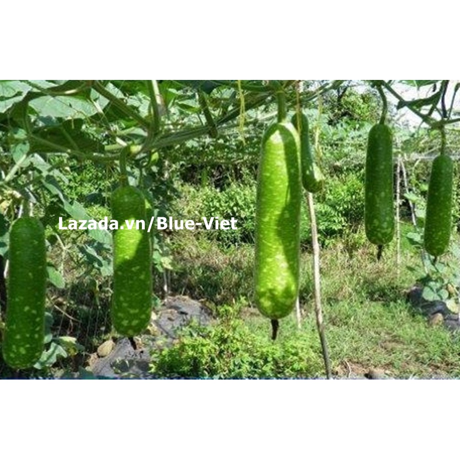 Hạt giống Bầu sao quả dài