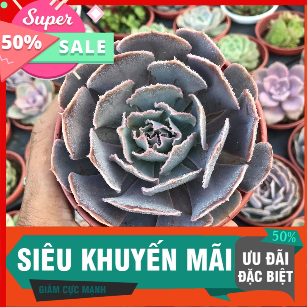 Sen đá bắp cải size trung