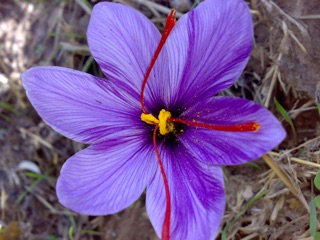 Saffron Tây Ban Nha Extra Quality