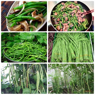 Hạt giống đậu đũa
