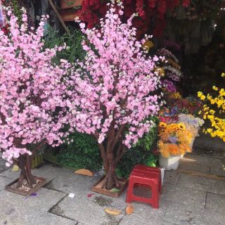 Hoa mai giả