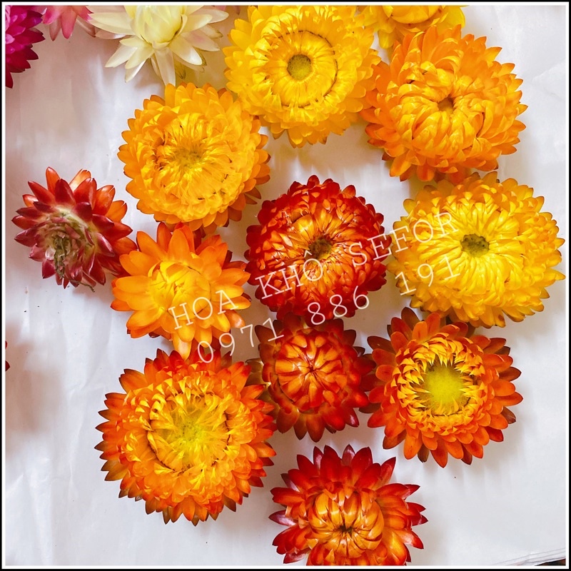 Hoa Bất Tử ❤️ Hoa khô Cúc Bất Tử trang trí cực đẹp (Hàng loại 1)